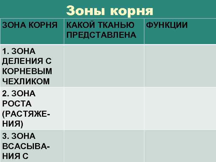 Зоны корня ЗОНА КОРНЯ 1. ЗОНА ДЕЛЕНИЯ С КОРНЕВЫМ ЧЕХЛИКОМ 2. ЗОНА РОСТА (РАСТЯЖЕНИЯ)