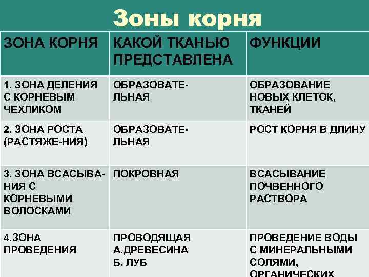 Зоны корня ЗОНА КОРНЯ КАКОЙ ТКАНЬЮ ПРЕДСТАВЛЕНА ФУНКЦИИ 1. ЗОНА ДЕЛЕНИЯ С КОРНЕВЫМ ЧЕХЛИКОМ