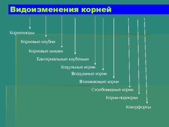 Видоизменения корней Корнеплоды Корневые клубни Корневые шишки Бактериальные клубеньки Ходульные корни Воздушные корни Втягивающие