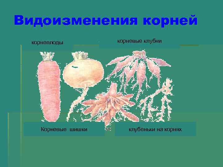 Чем отличаются корневые клубни от корнеплодов