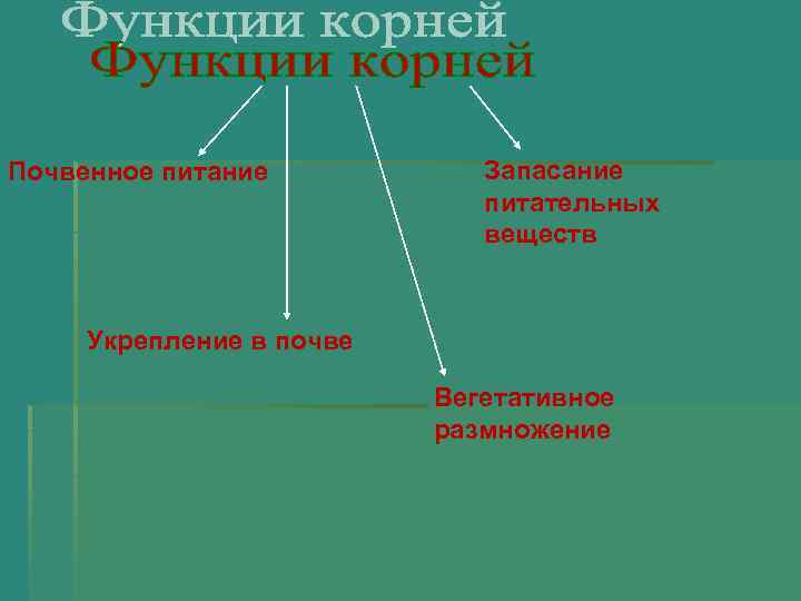 Почвенное питание Запасание питательных веществ Укрепление в почве Вегетативное размножение 