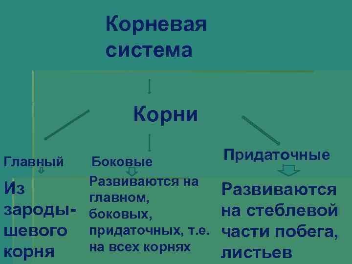 Корневая система Корни Главный Из зародышевого корня Боковые Развиваются на главном, боковых, придаточных, т.