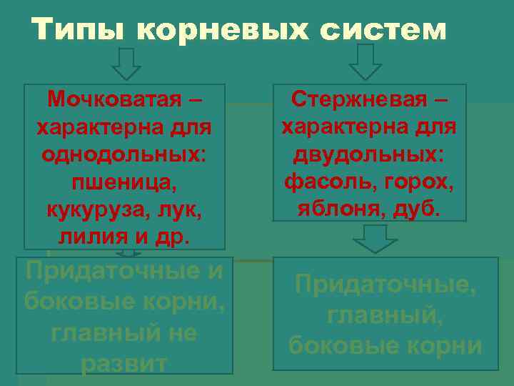 Типы корневых систем Мочковатая – характерна для однодольных: пшеница, кукуруза, лук, лилия и др.