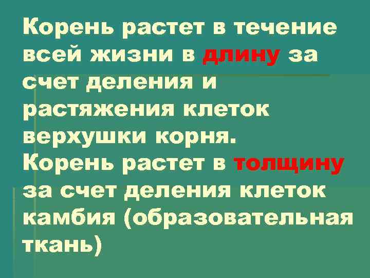 Корень растет в течение всей жизни в длину за счет деления и растяжения клеток