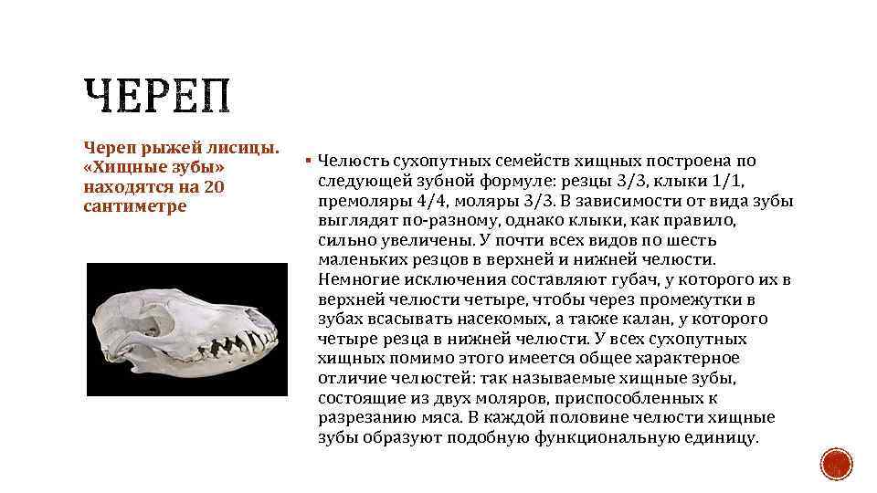 Череп рыжей лисицы. «Хищные зубы» находятся на 20 сантиметре § Челюсть сухопутных семейств хищных