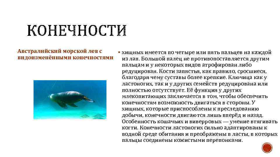 Австралийский морской лев с § хищных имеется по четыре или пять пальцев на каждой