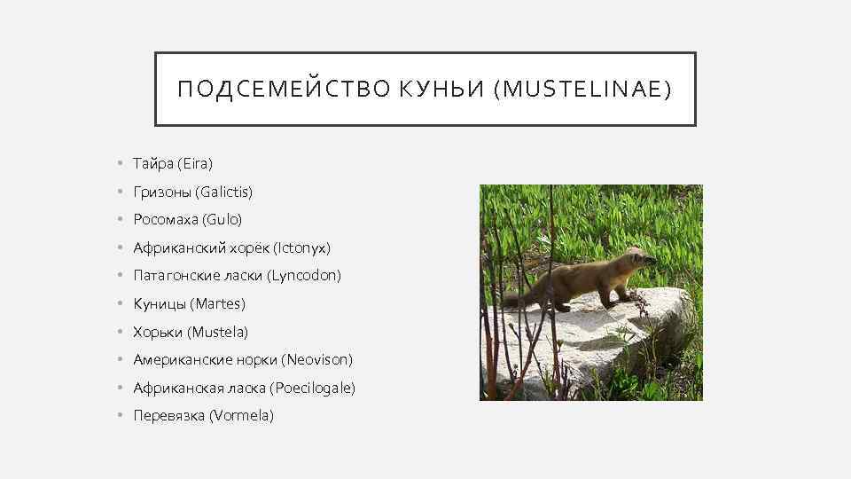 ПОДСЕМЕЙСТВО КУНЬИ (MUSTELINAE) • Тайра (Eira) • Гризоны (Galictis) • Росомаха (Gulo) • Африканский