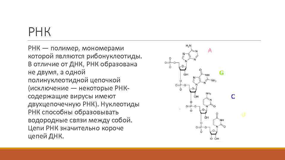 РНК — полимер, мономерами которой являются рибонуклеотиды. В отличие от ДНК, РНК образована не