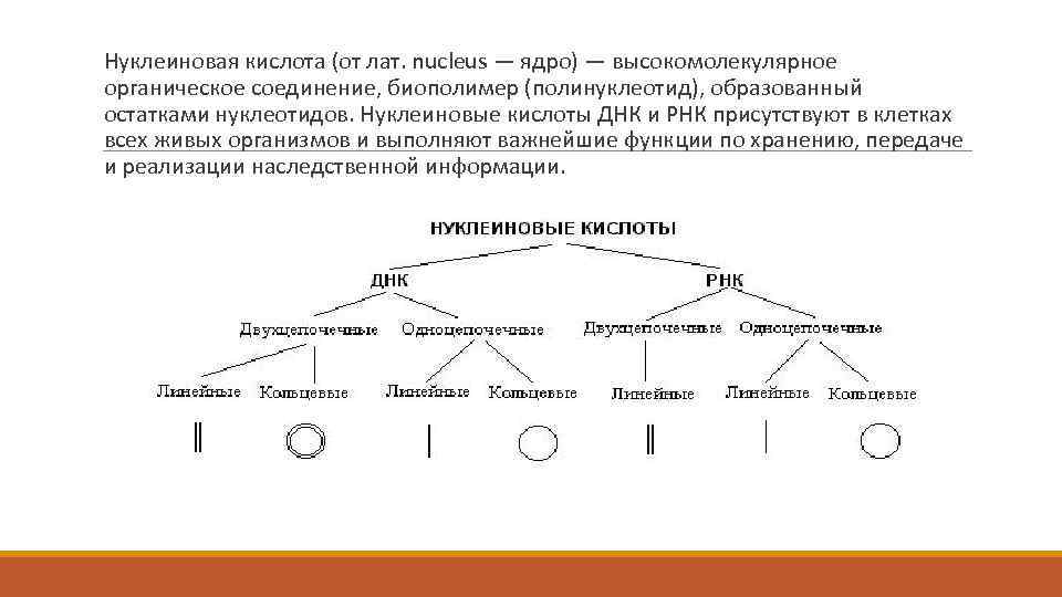 Нуклеиновая кислота (от лат. nucleus — ядро) — высокомолекулярное органическое соединение, биополимер (полинуклеотид), образованный