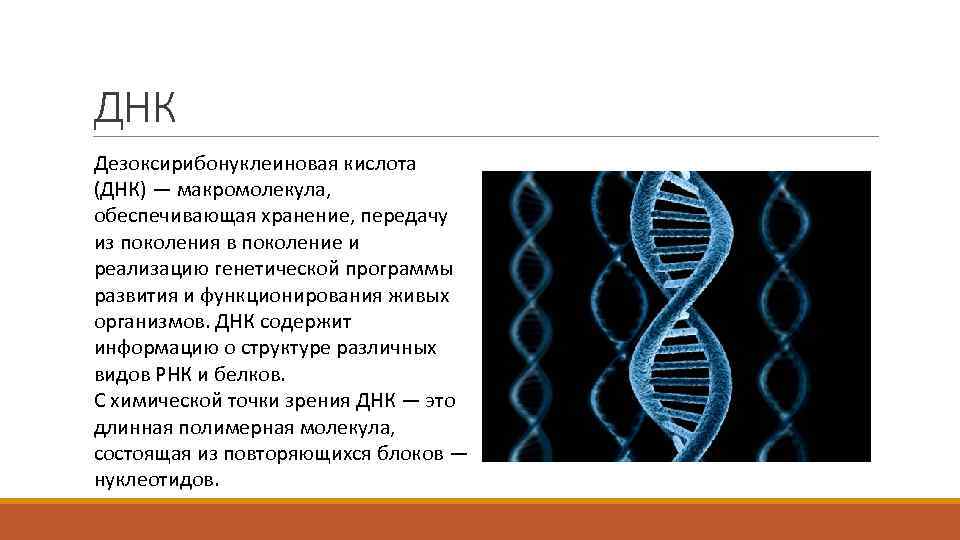 ДНК Дезоксирибонуклеиновая кислота (ДНК) — макромолекула, обеспечивающая хранение, передачу из поколения в поколение и