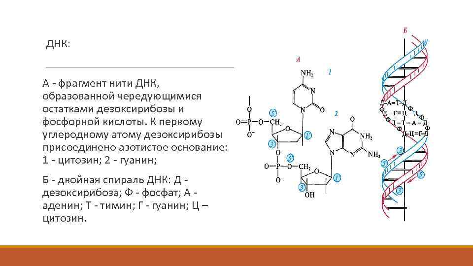ДНК: А - фрагмент нити ДНК, образованной чередующимися остатками дезоксирибозы и фосфорной кислоты. К