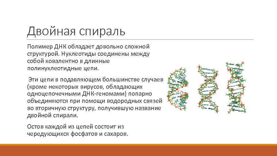 Двойная спираль Полимер ДНК обладает довольно сложной структурой. Нуклеотиды соединены между собой ковалентно в
