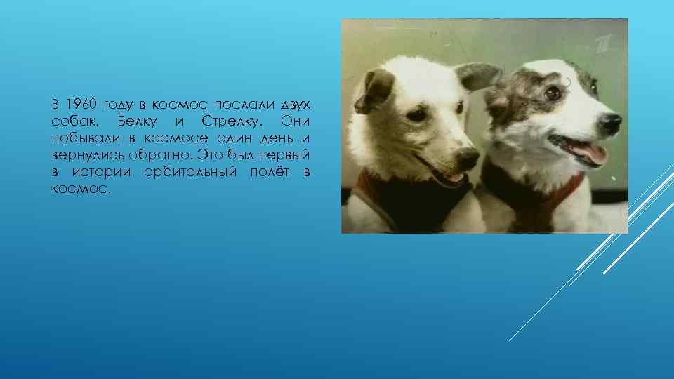 В 1960 году в космос послали двух собак, Белку и Стрелку. Они побывали в