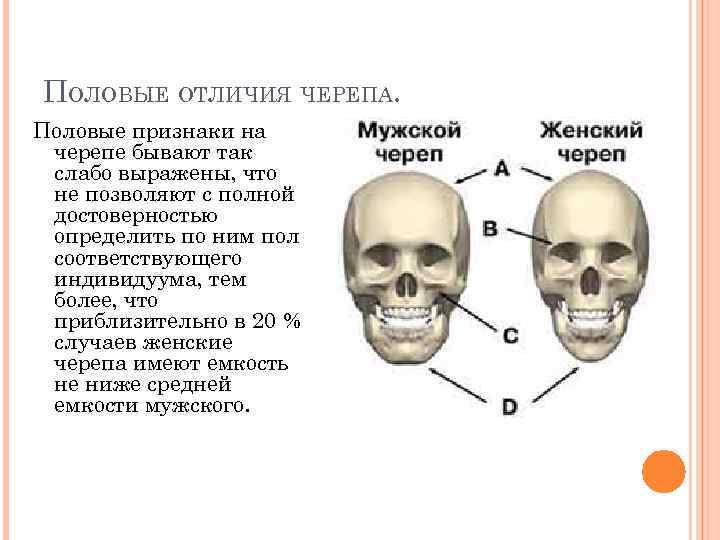 ПОЛОВЫЕ ОТЛИЧИЯ ЧЕРЕПА. Половые признаки на черепе бывают так слабо выражены, что не позволяют