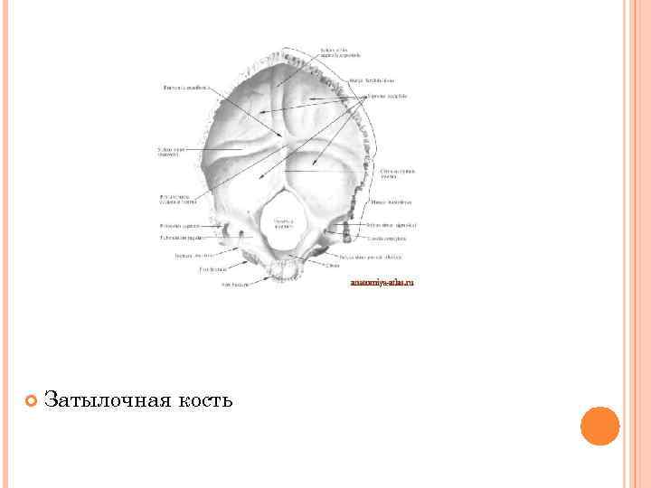  Затылочная кость 