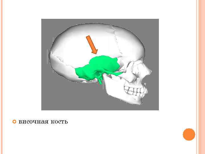  височная кость 