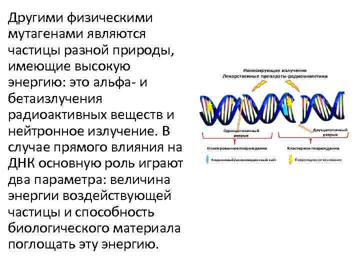 Другими физическими мутагенами являются частицы разной природы, имеющие высокую энергию: это альфа- и бетаизлучения