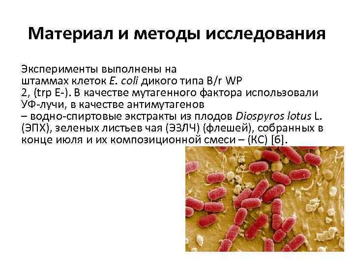 Материал и методы исследования Эксперименты выполнены на штаммах клеток E. coli дикого типа B/r