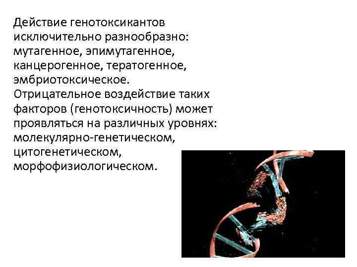 Действие генотоксикантов исключительно разнообразно: мутагенное, эпимутагенное, канцерогенное, тератогенное, эмбриотоксическое. Отрицательное воздействие таких факторов (генотоксичность)