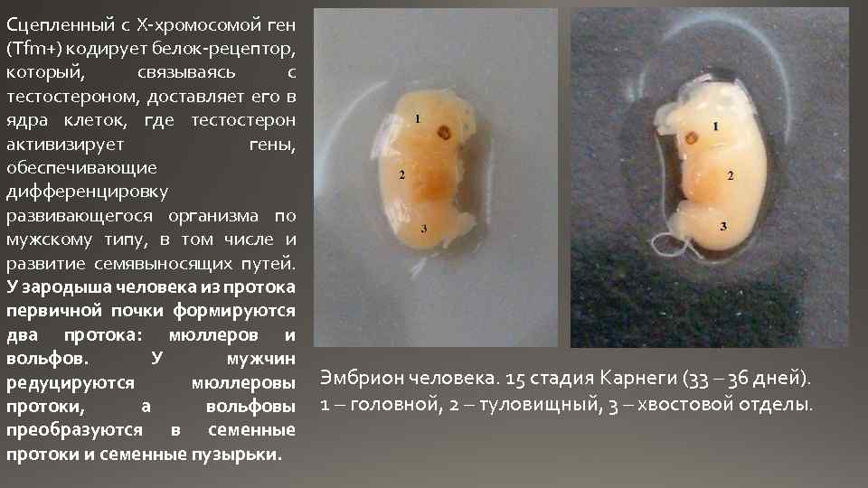 Сцепленный с X-хромосомой ген (Tfm+) кодирует белок-рецептор, который, связываясь с тестостероном, доставляет его в