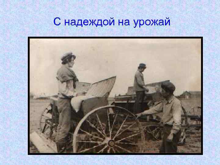С надеждой на урожай 