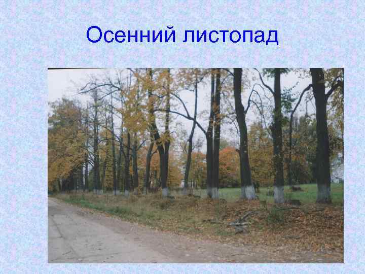 Осенний листопад 