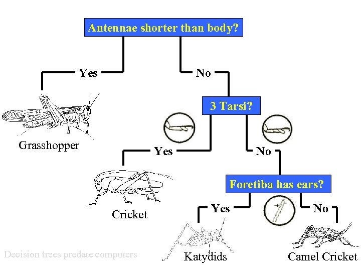 Antennae shorter than body? Yes No 3 Tarsi? Grasshopper Yes No Foretiba has ears?