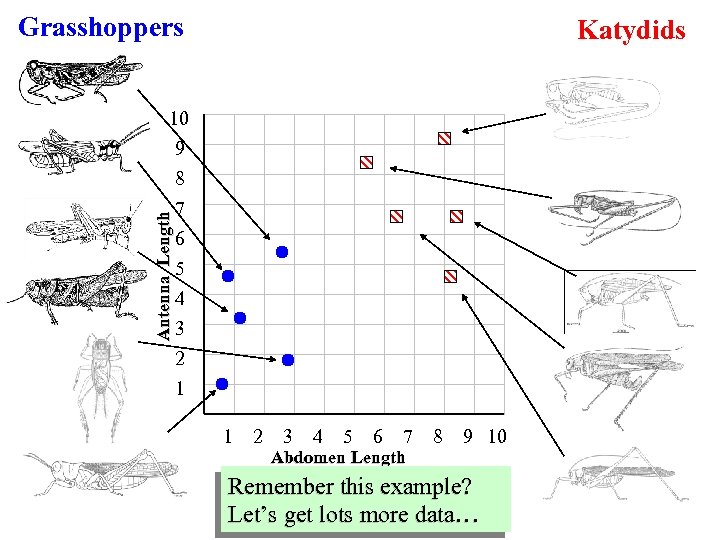 Grasshoppers Katydids Antenna Length 10 9 8 7 6 5 4 3 2 1