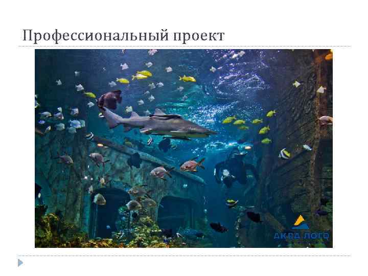 Профессиональный проект 