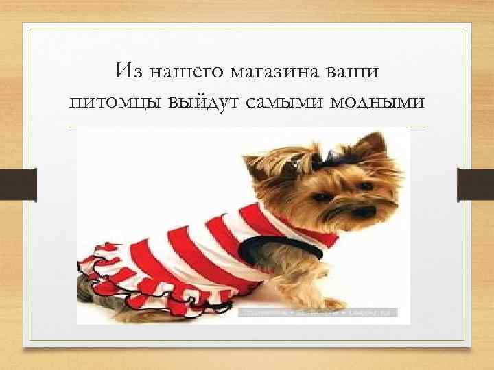 Из нашего магазина ваши питомцы выйдут самыми модными 