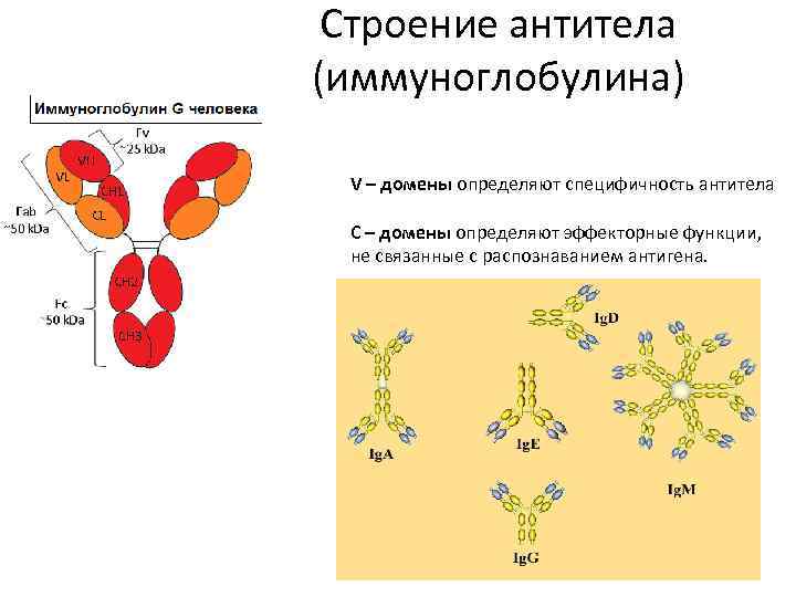 Домены антител