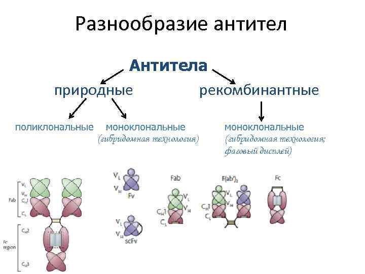 Разнообразие антител Антитела природные рекомбинантные поликлональные моноклональные (гибридомная технология) моноклональные (гибридомная технология; фаговый дисплей)