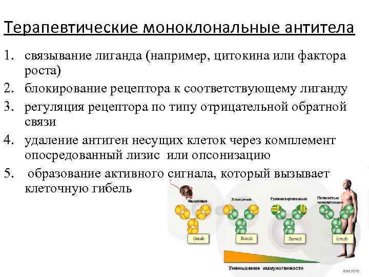 Терапевтические моноклональные антитела 1. связывание лиганда (например, цитокина или фактора роста) 2. блокирование рецептора