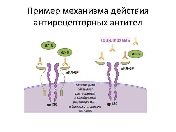 Белки антитела примеры. Механизм действия антител. Схема действия антител. Механизм действия нейтрализующих антител. Еханизме нейтрализующего действия антител.