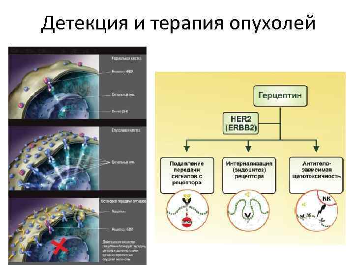 Детекция и терапия опухолей 