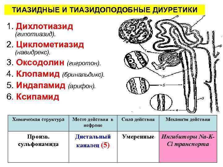 ТИАЗИДНЫЕ И ТИАЗИДОПОДОБНЫЕ ДИУРЕТИКИ 1. Дихлотиазид (гипотиазид). 2. Циклометиазид (навидрекс). 3. Оксодолин (гигротон). 4.