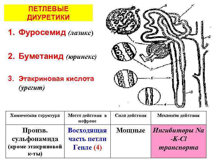 ПЕТЛЕВЫЕ ДИУРЕТИКИ 1. Фуросемид (лазикс) 2. Буметанид (юринекс) 3. Этакриновая кислота (урегит) Химическая структура