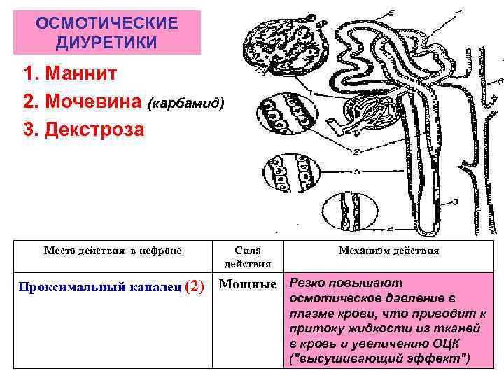 ОСМОТИЧЕСКИЕ ДИУРЕТИКИ 1. Маннит 2. Мочевина (карбамид) 3. Декстроза Место действия в нефроне Проксимальный