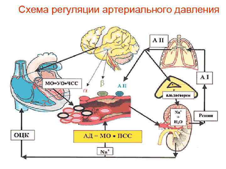 Схема регуляции артериального давления 