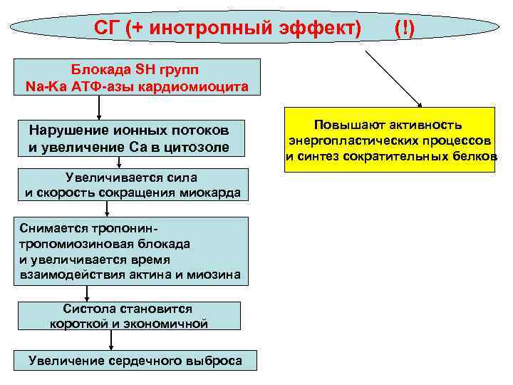 СГ (+ инотропный эффект) (!) Блокада SH групп Na-Ka АТФ-азы кардиомиоцита Нарушение ионных потоков