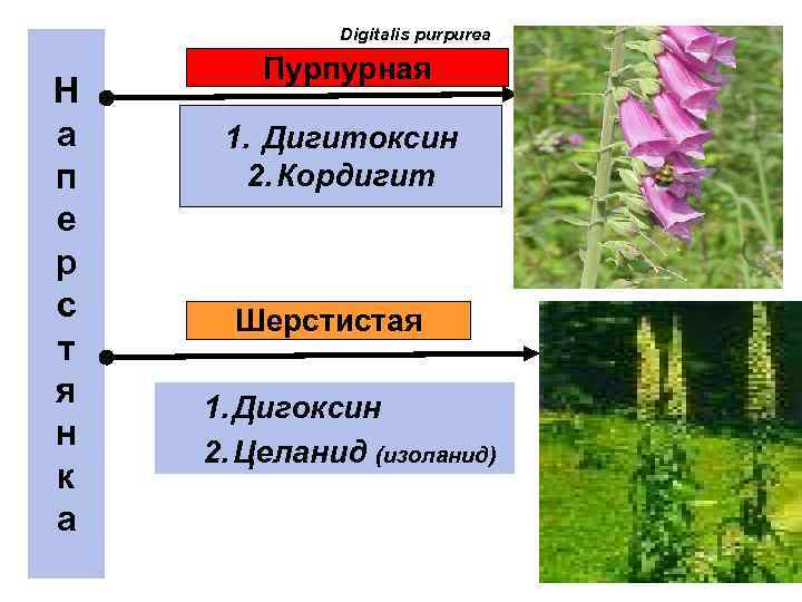 Наперстянка крупноцветковая диаграмма