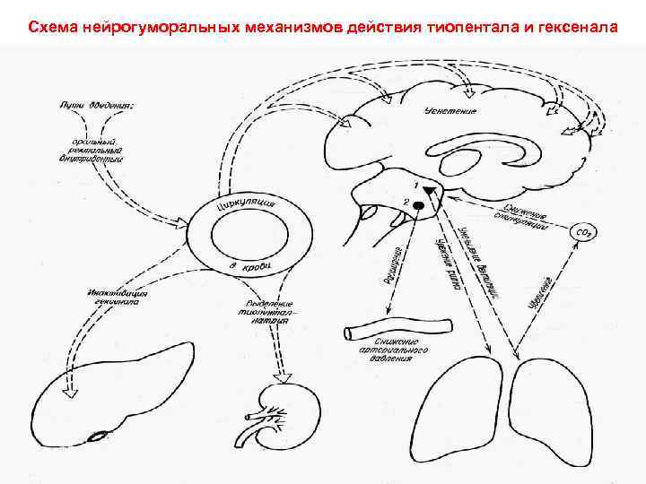 Механизм действия анестезии