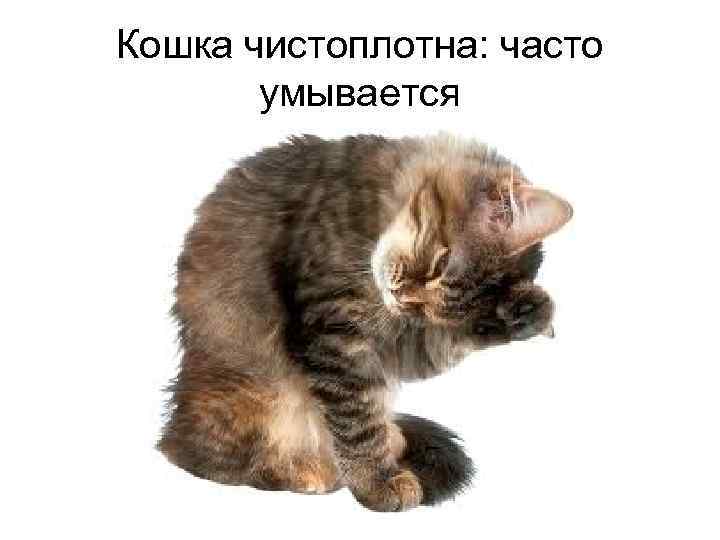 Кошка чистоплотна: часто умывается 