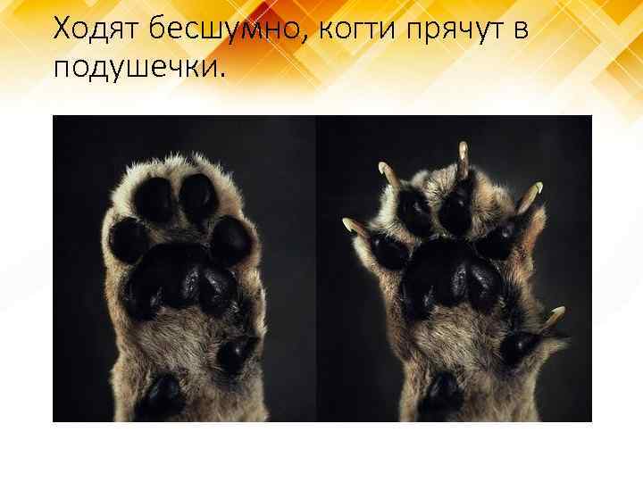 Ходят бесшумно, когти прячут в подушечки. 
