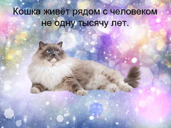 Кошка живёт рядом с человеком не одну тысячу лет. 