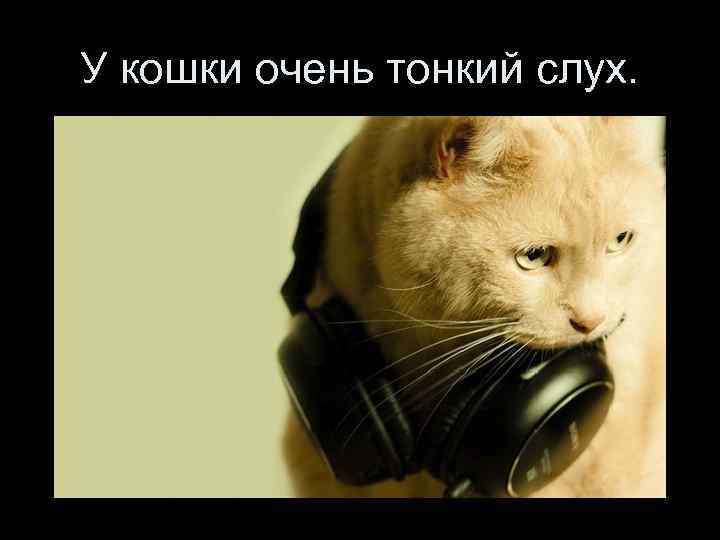 У кошки очень тонкий слух. 