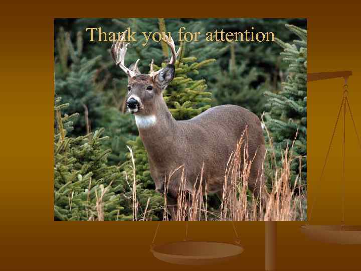 Thank you for attention 