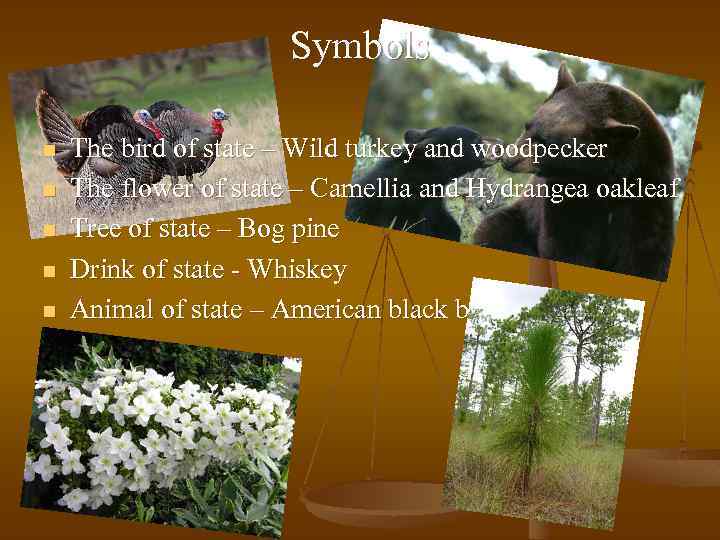 Symbols n n n The bird of state – Wild turkey and woodpecker The