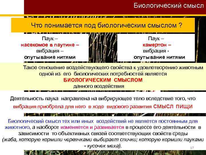 Биологический смысл Что понимается под биологическим смыслом ? Паук – насекомое в паутине –