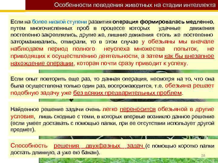 Особенности поведения животных на стадии интеллекта Если на более низкой ступени развития операция формировалась